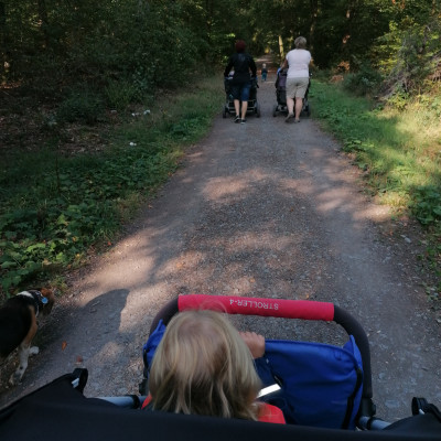 Spaziergang in den Wald